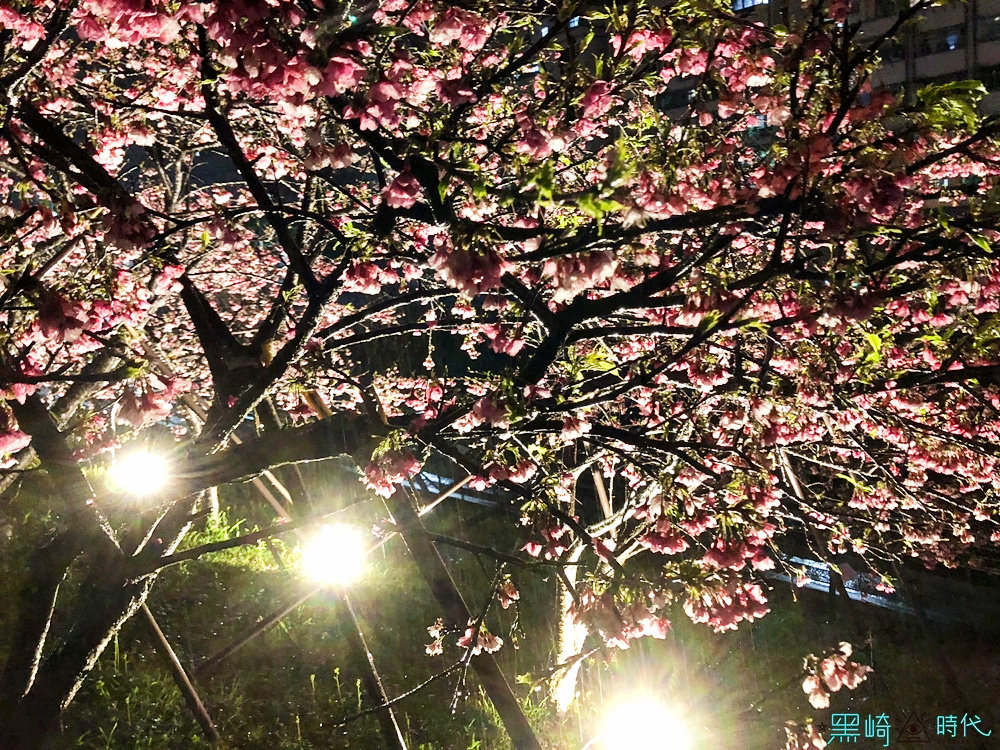台北櫻花 情人節內湖約會攻略 內湖樂活公園夜櫻季這樣玩 - 黑崎時代