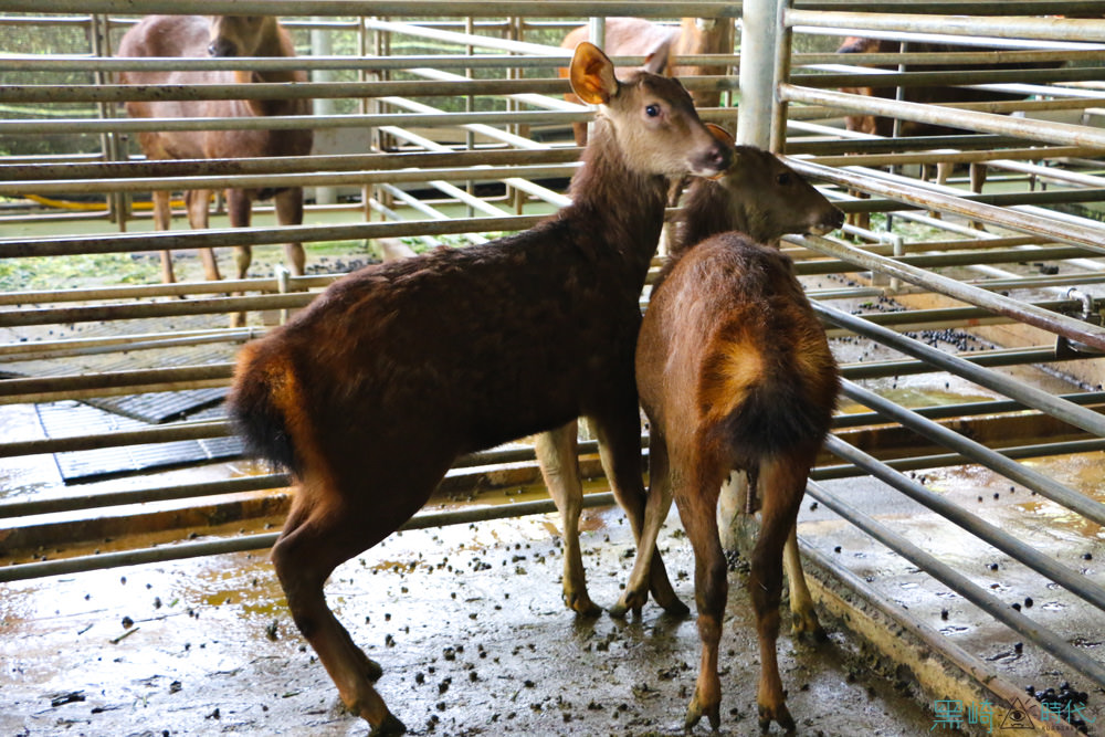 親子南投鹿場小旅行體驗鹿農的日常 原來鹿茸都是...... 這樣來的 - 黑崎時代
