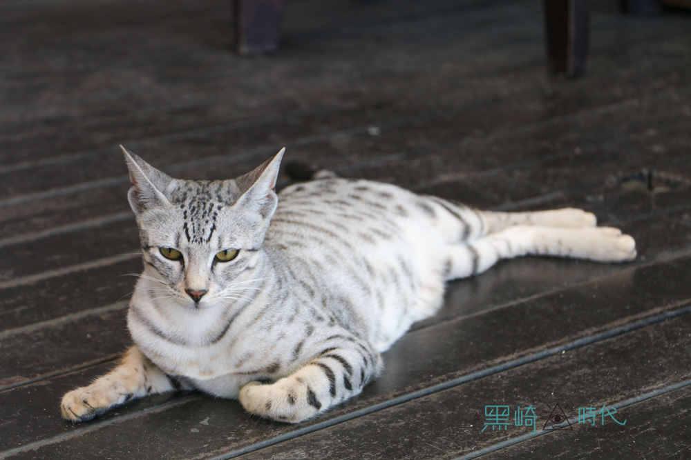 白沙灣美食 豹豹咖啡館 六隻豹貓等你的貓咪咖啡廳推薦 - 黑崎時代