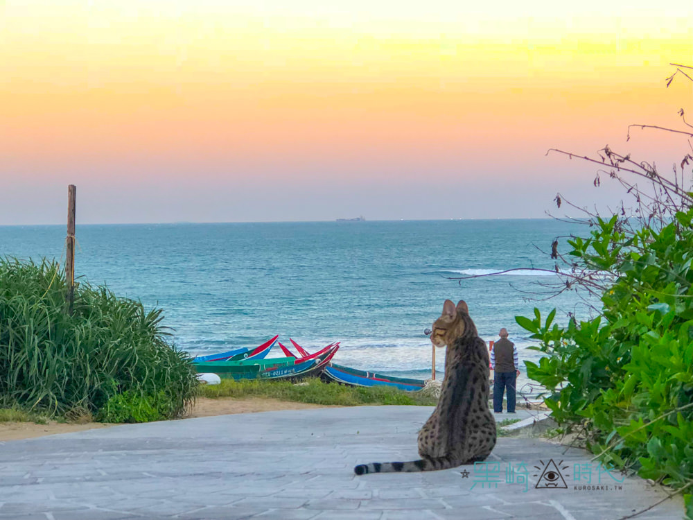 白沙灣美食 豹豹咖啡館 六隻豹貓等你的貓咪咖啡廳推薦 - 黑崎時代