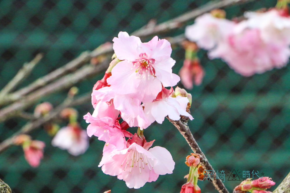 台北櫻花私房秘境 平菁街 42 巷 讓我們凝視春天 - 黑崎時代