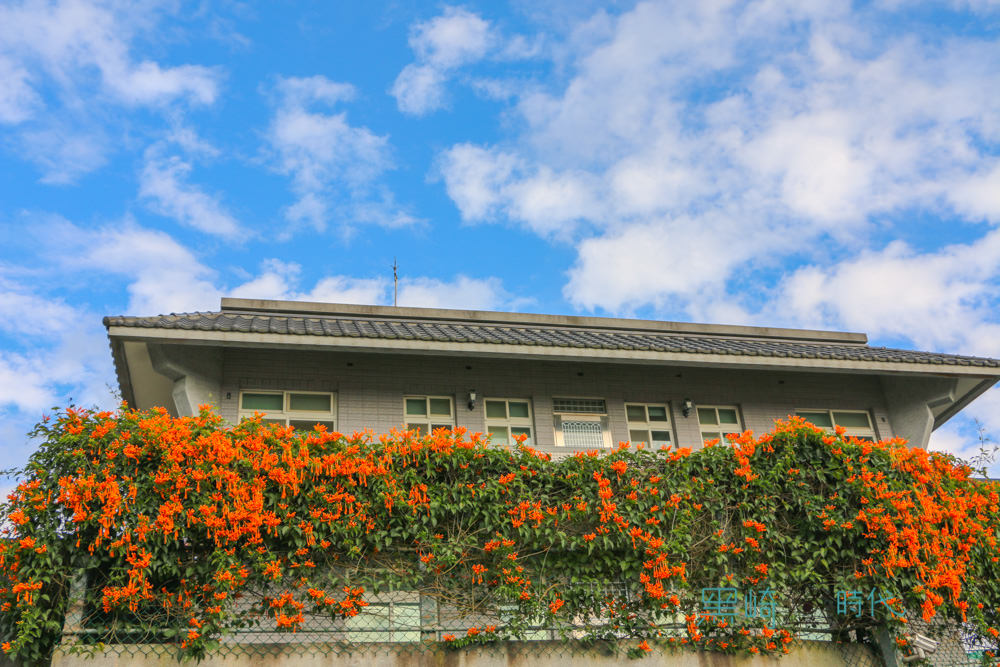 台北炮仗花秘境 春季花卉最美的橘海 - 黑崎時代