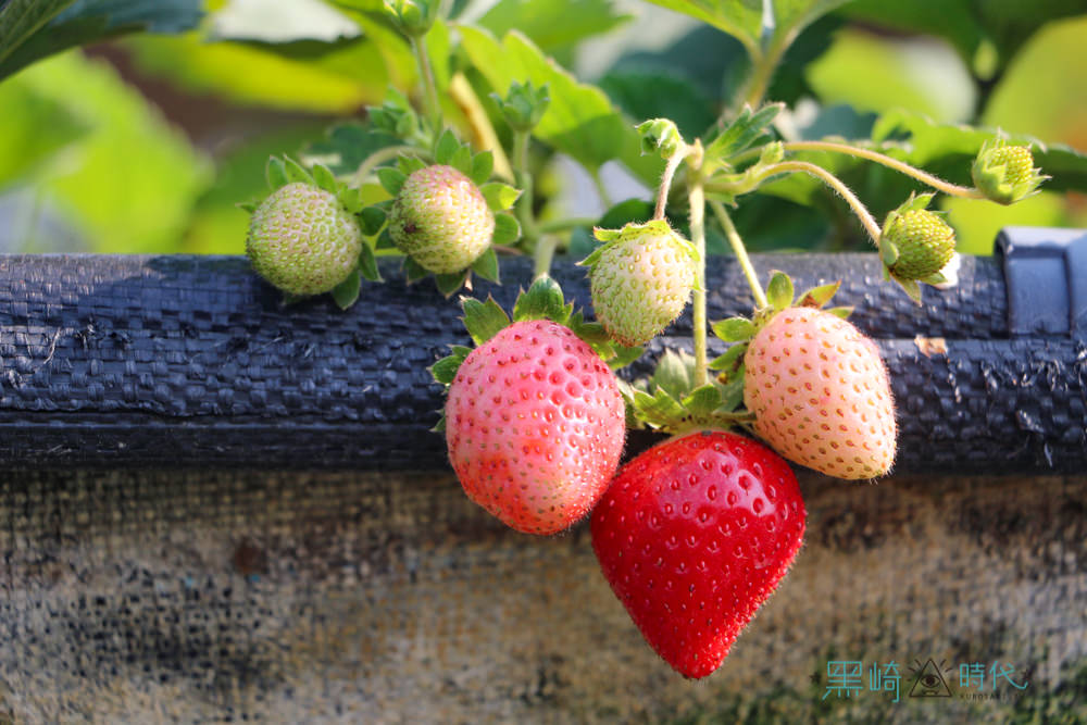 台南景點 到南部採草莓去 美裕草莓園的碩大草莓等你喔！ - 黑崎時代