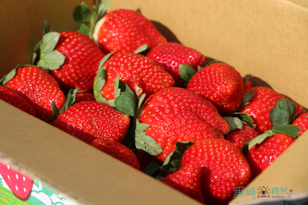 台南景點 到南部採草莓去 美裕草莓園的碩大草莓等你喔！ - 黑崎時代